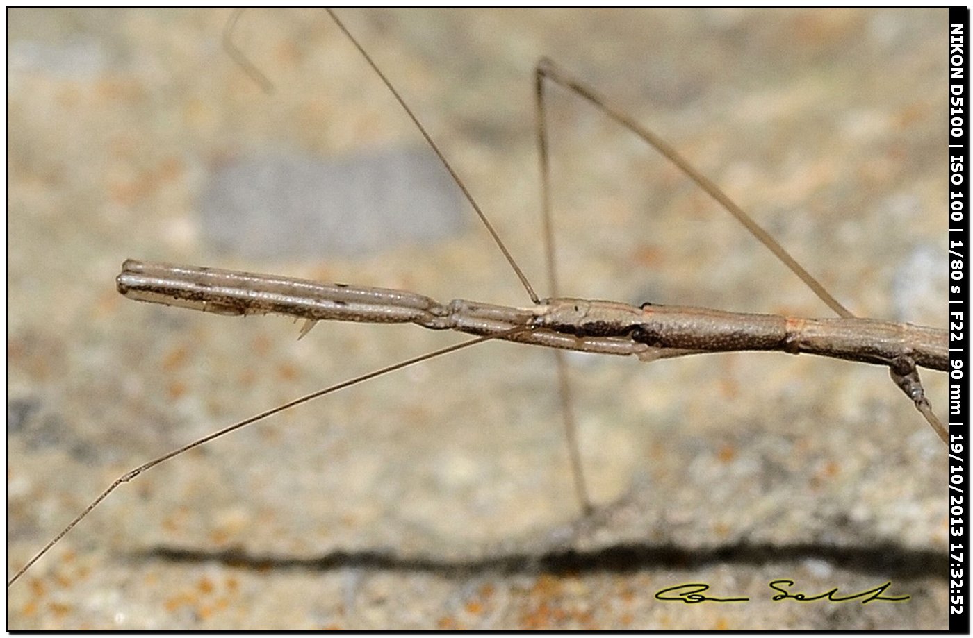 Reduviidae: Ischnonyctes barbarus della Sardegna (SS)